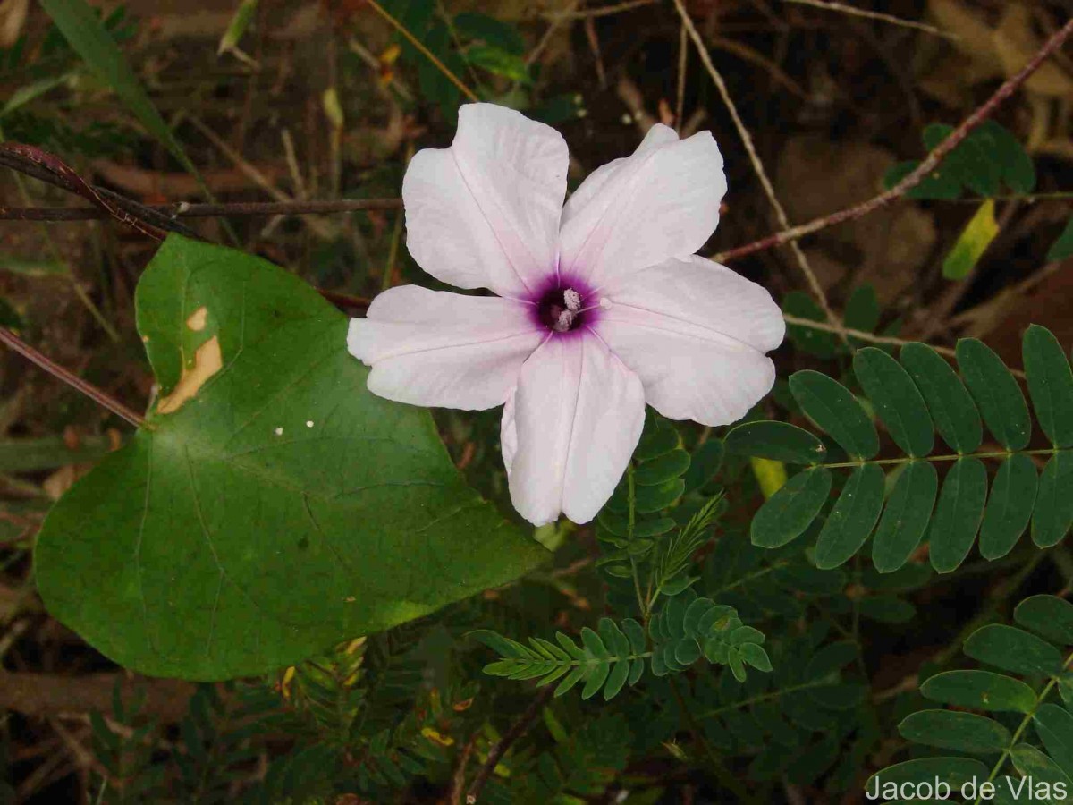 Ipomoea sagittifolia Burm.f.